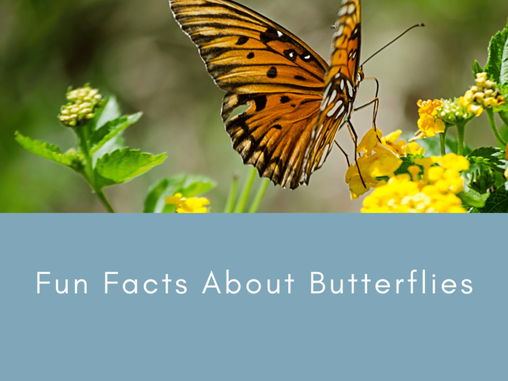 Fun Facts About Butterflies