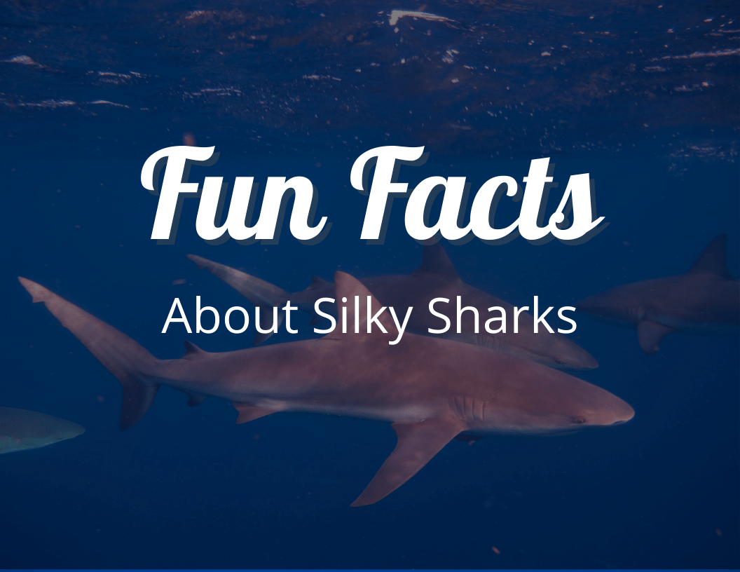 Fun Facts About Silky Sharks