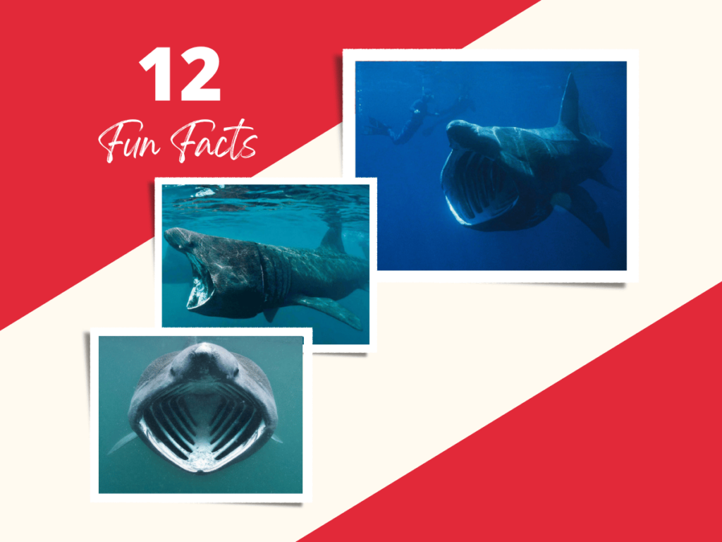 12 Fun Facts About Basking Sharks The Gentle Giants!