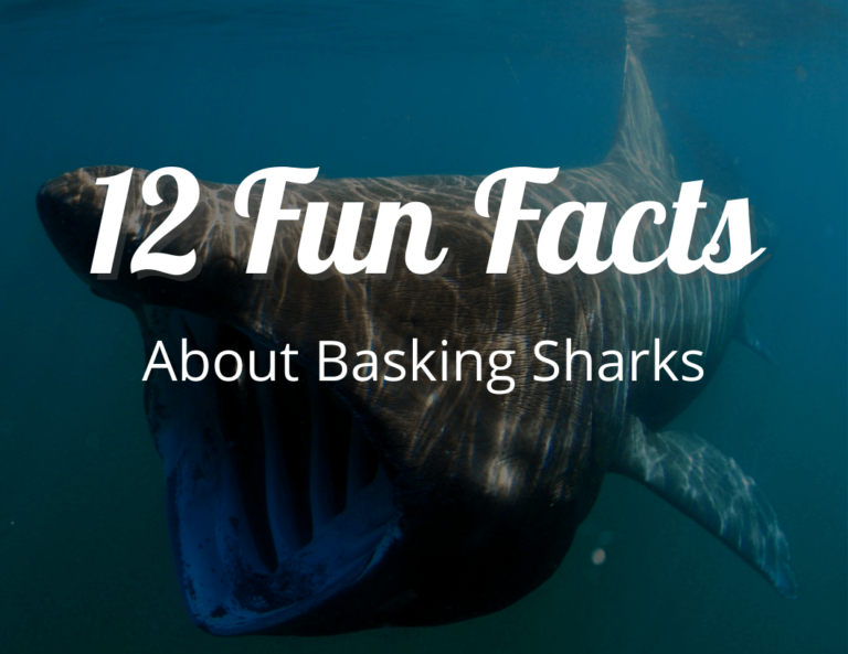 12 Fun Facts About Basking Sharks: The Gentle Giants!