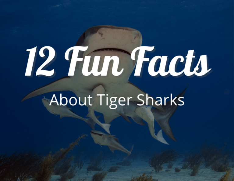 12 Fun Facts About Tiger Sharks: The Fourth-Largest Shark in the World