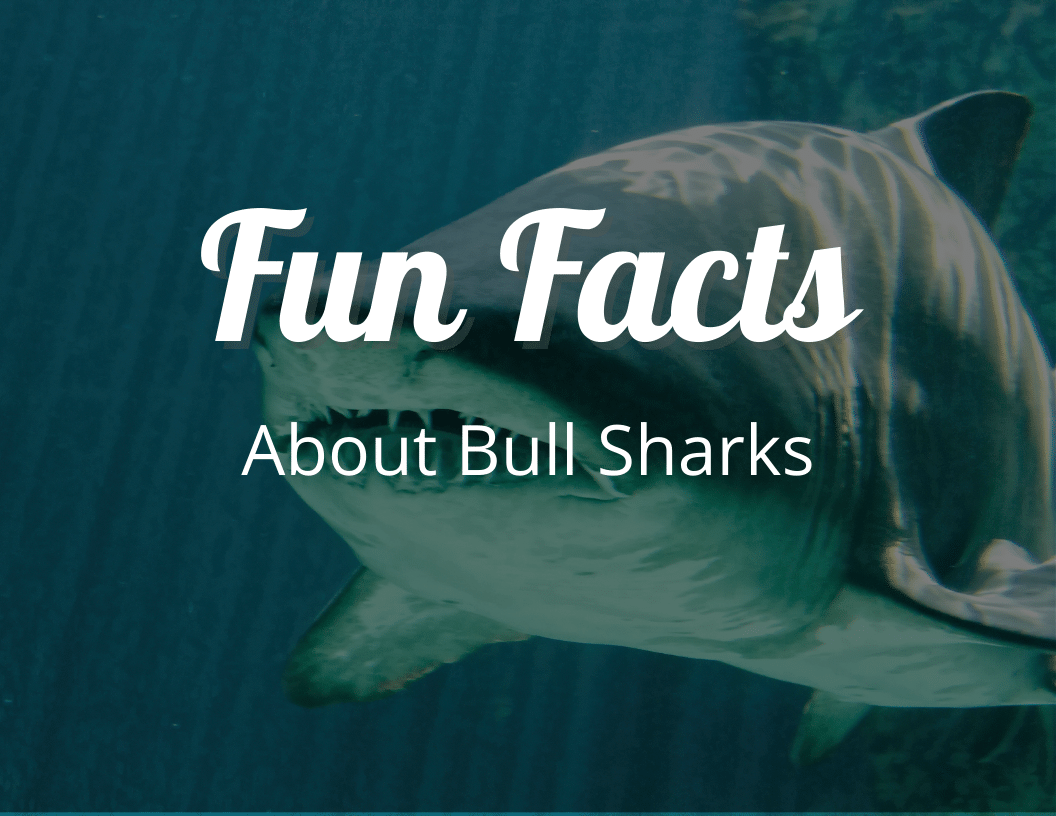 Fun Facts About Bull Sharks