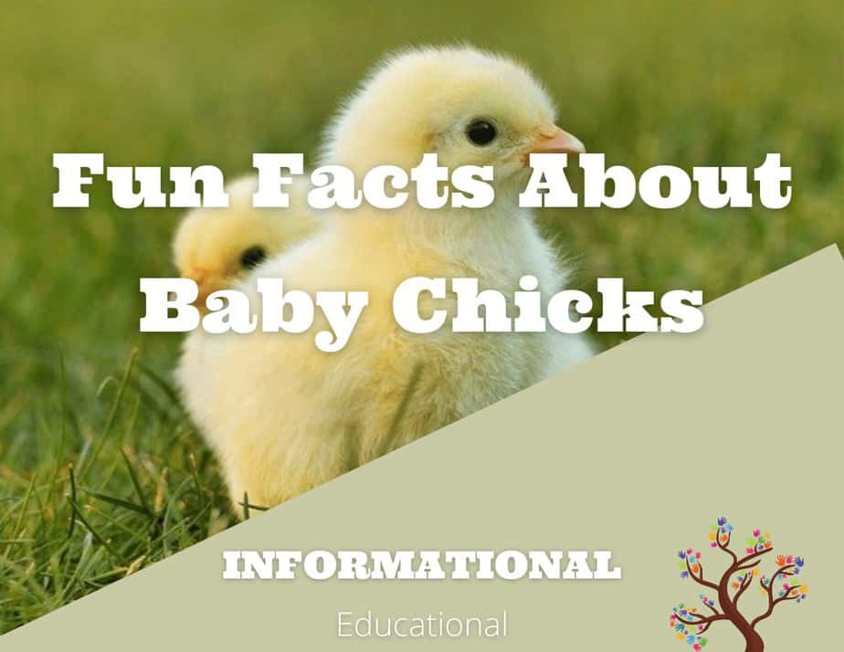 Fun Facts About Baby Chicks