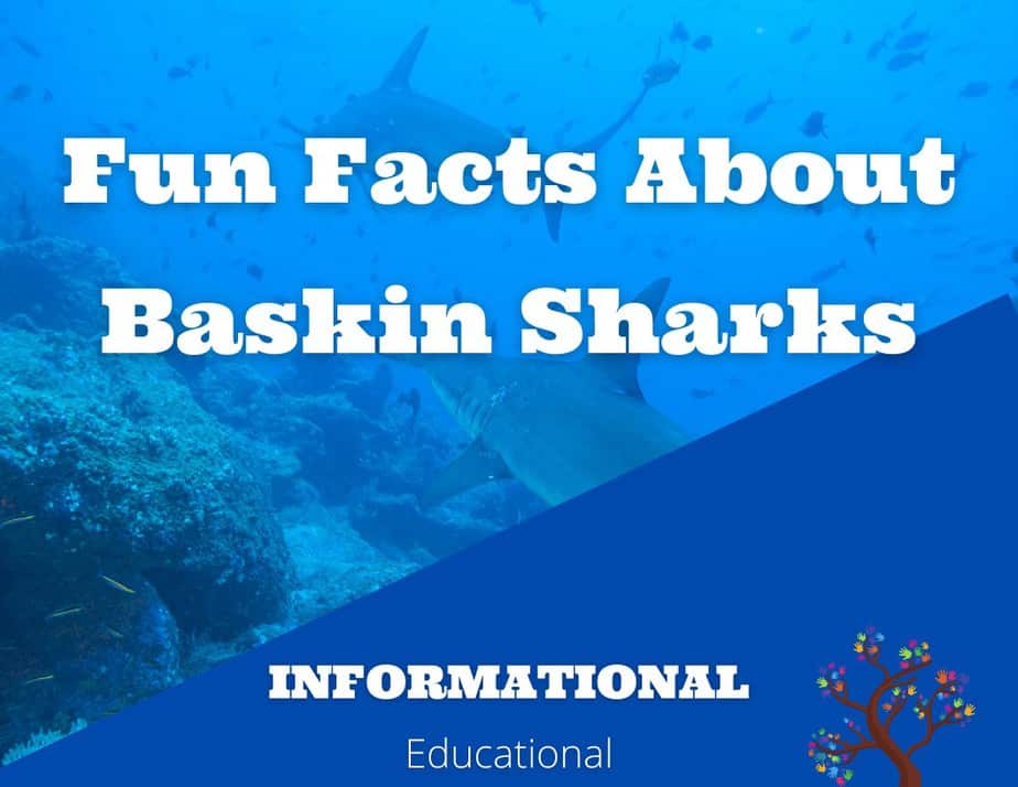 Fun Facts About Basking Sharks