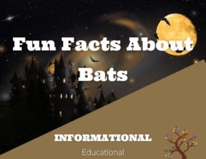 Fun Facts About Bats