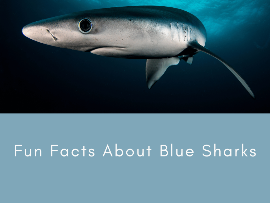 Fun Facts About Blue Sharks