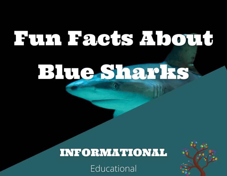Fun Facts About Blue Sharks