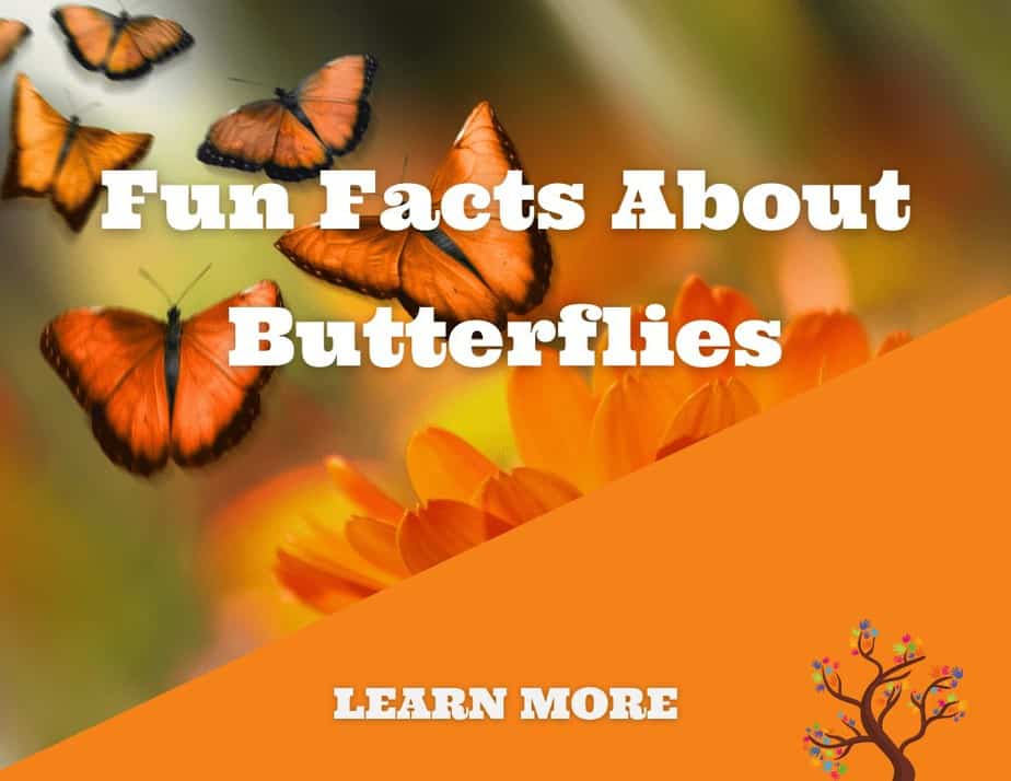 Fun Facts About Butterflies