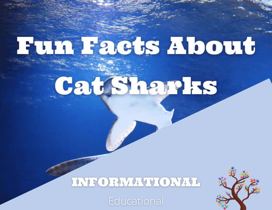 Fun Facts About Catsharks