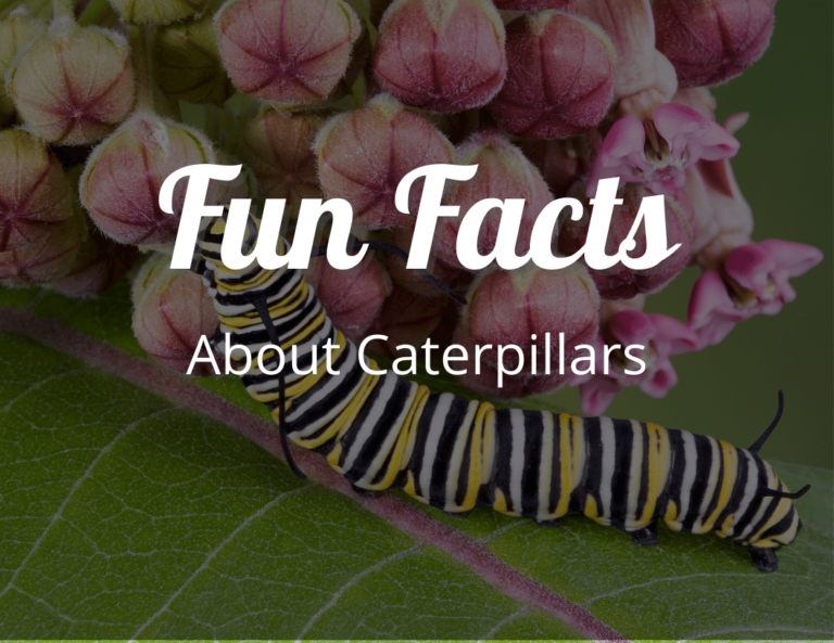 12 Amazing Fun Facts About Caterpillars That Will Leave You Awestruck!