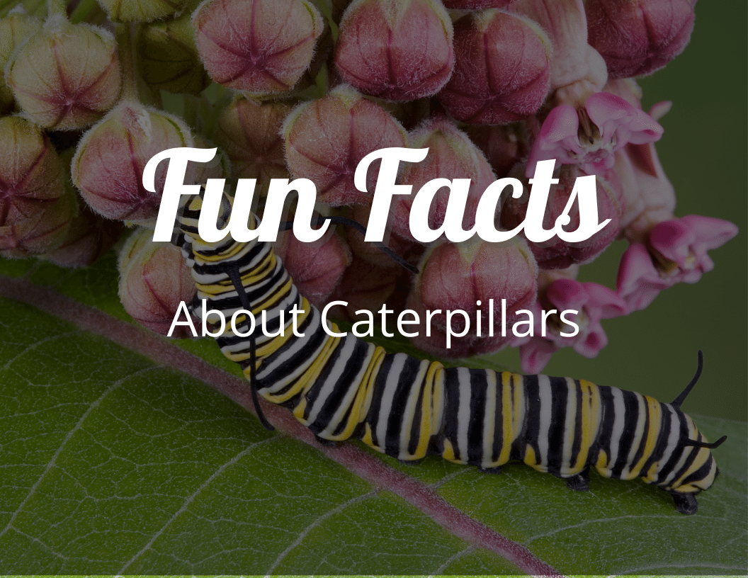 Fun Facts About Caterpillars
