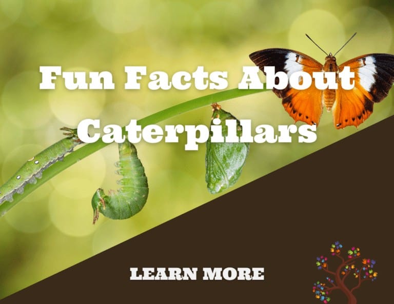 Fun Facts About Caterpillars