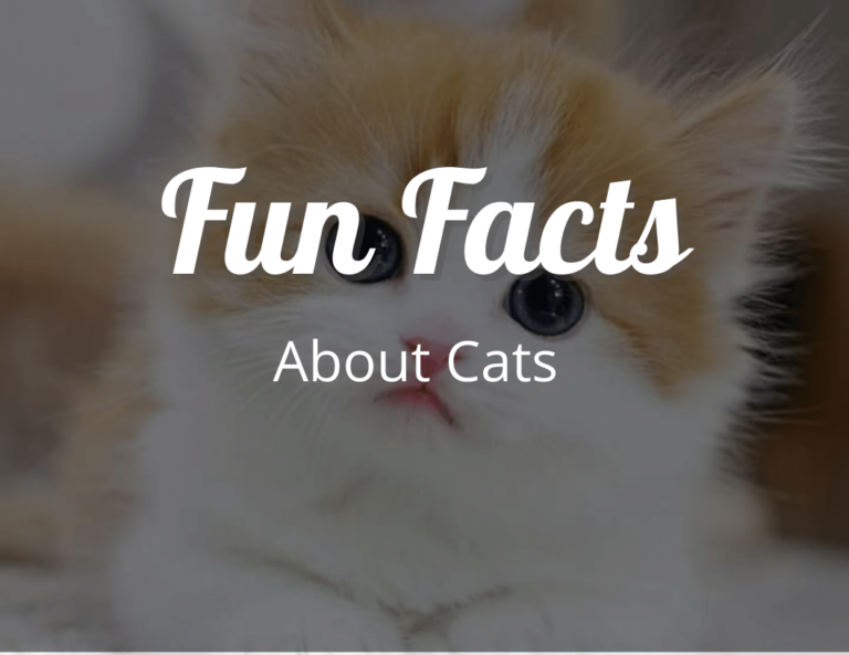 12 Purr-fect Fun Facts About Cats That Will Leave You Awestruck!