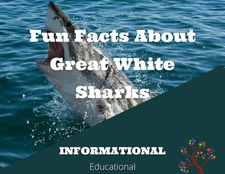 Fun Facts About Great White Sharks