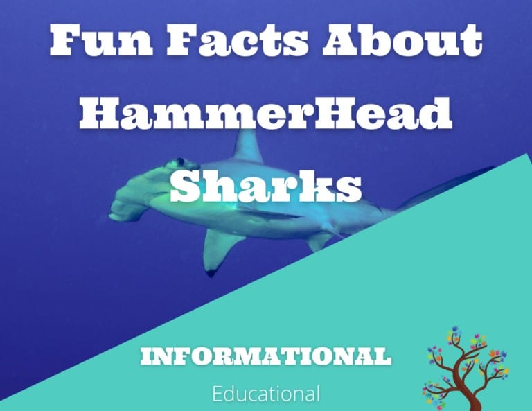 Fun Facts About Hammerhead Sharks