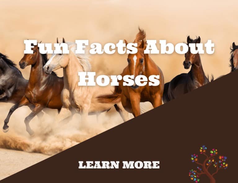 Fun Facts About Horses