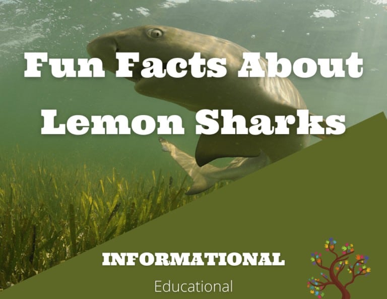 Fun Facts About Lemon Shark