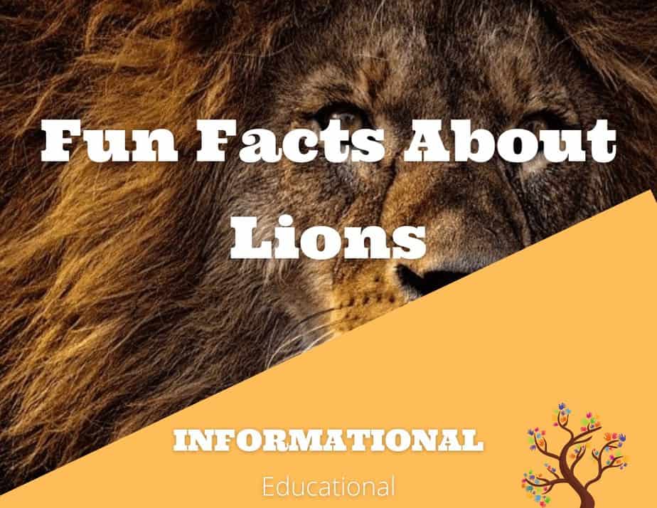 Fun Facts About Lions