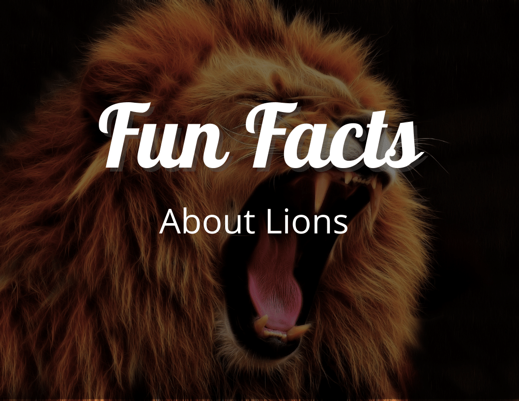Fun Facts About Lions