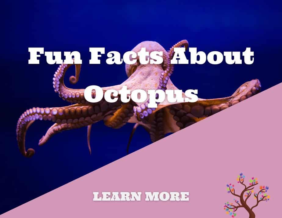 Fun Facts About Octopus