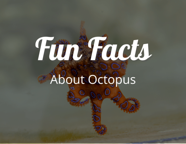 12 Tentacular Fun Facts About Octopuses That Will Leave You Spellbound!