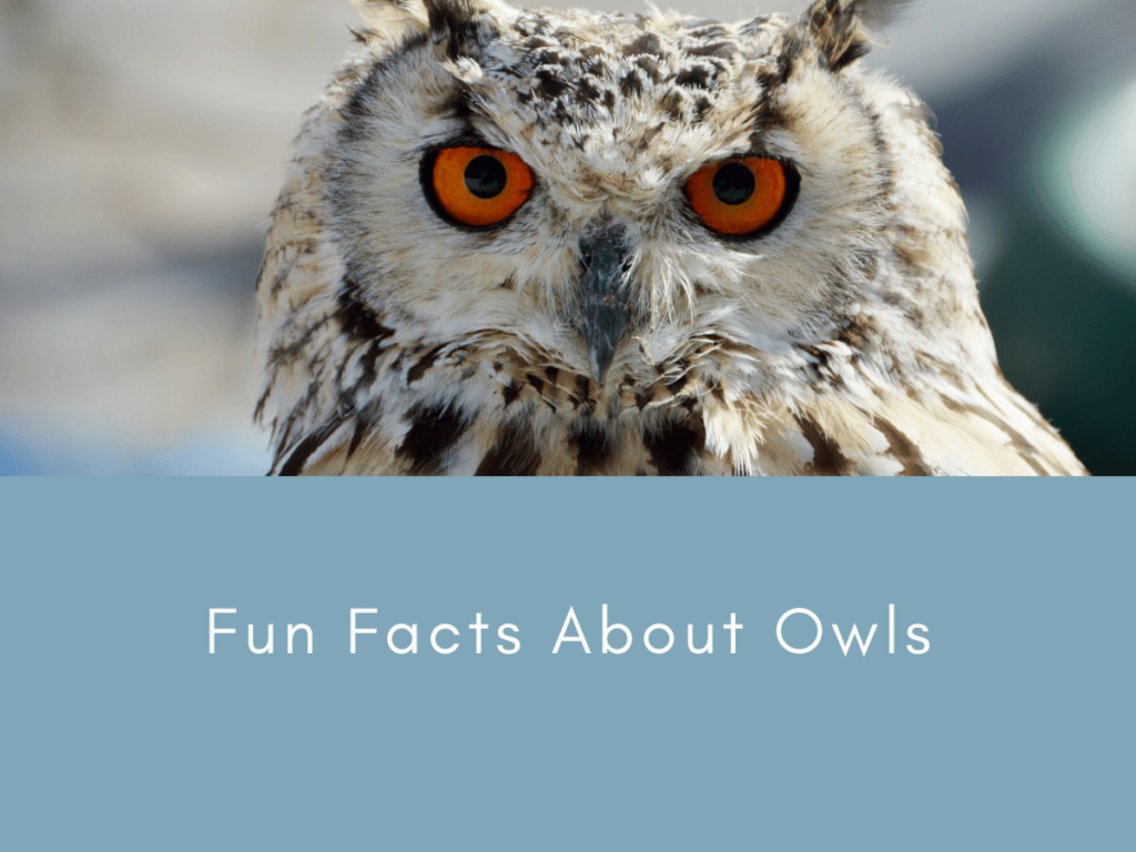 Fun Facts About Owls