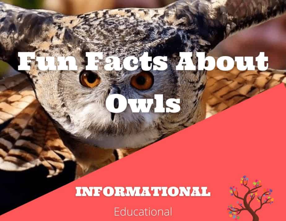 Fun Facts About Owls - CraftyThinking