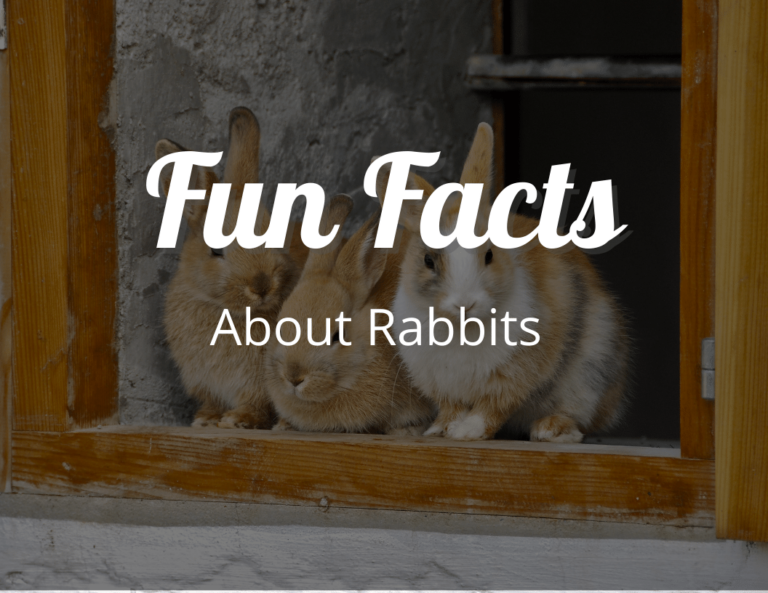 12 Adorable Fun Facts About Rabbits That Will Make You Love Them Even More!