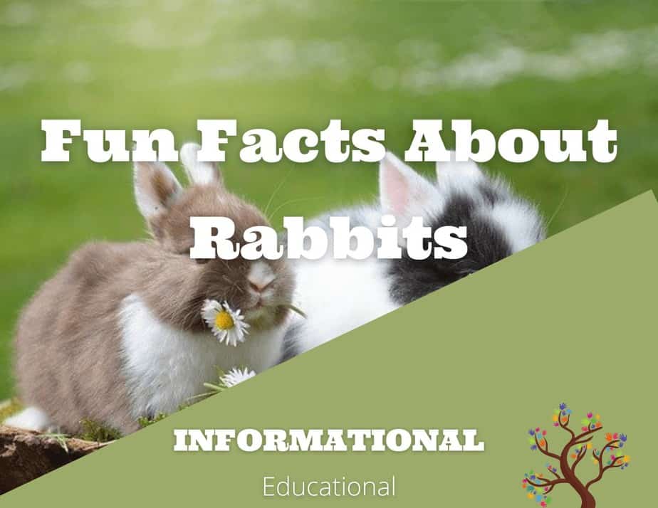 Fun Facts About Rabbits
