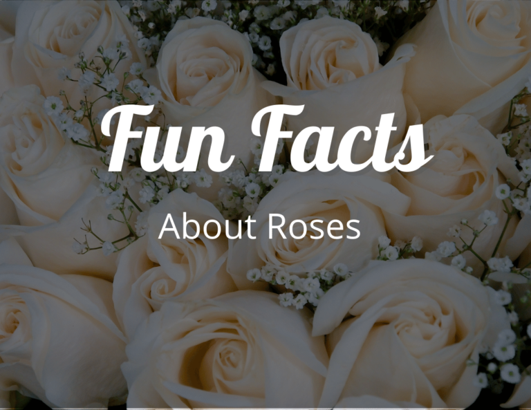 12 Enchanting Fun Facts About Roses That Will Ignite Your Love for These Classic Beauties!