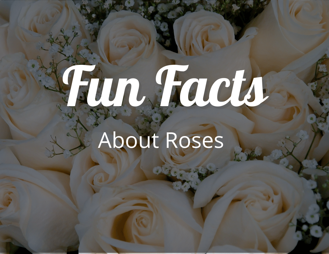 Fun Facts About Roses