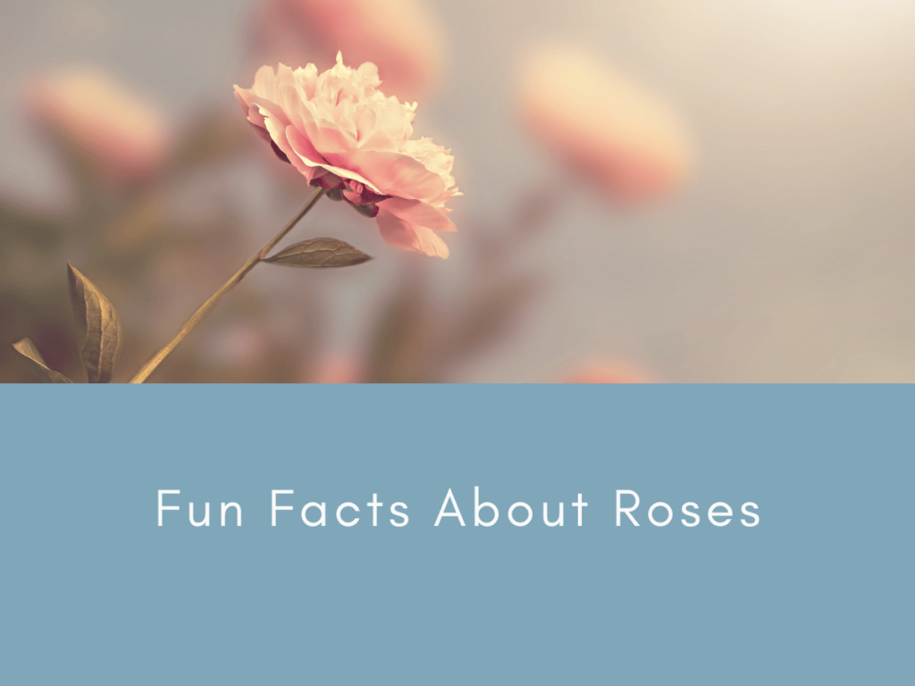 Fun Facts About Roses