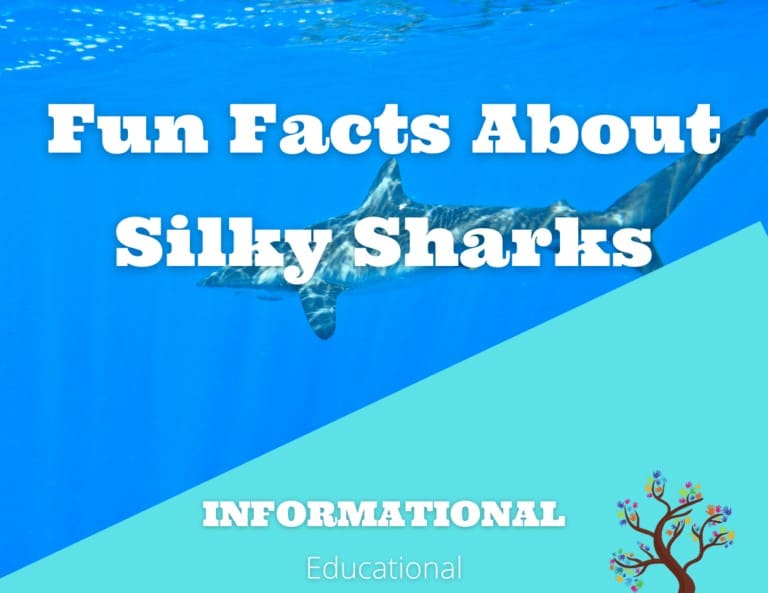 Fun Facts About Silky Shark