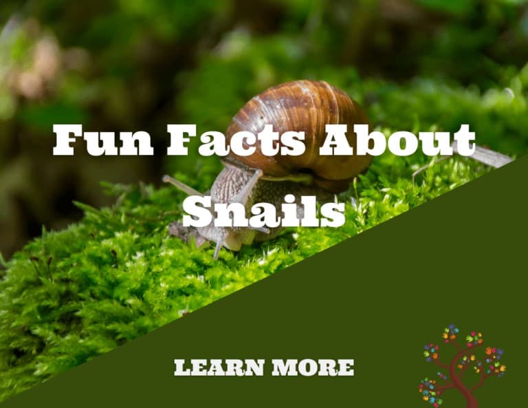 Fun Facts About Snails