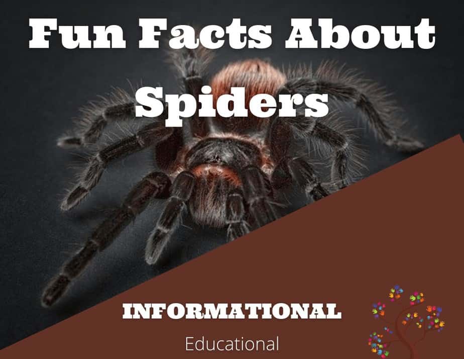 fun facts about spiders