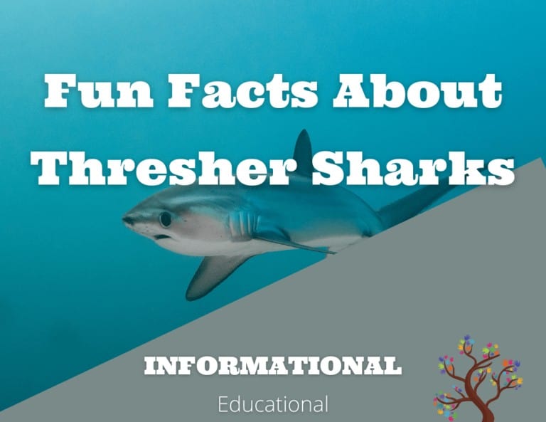 Fun Facts About Thresher Shark