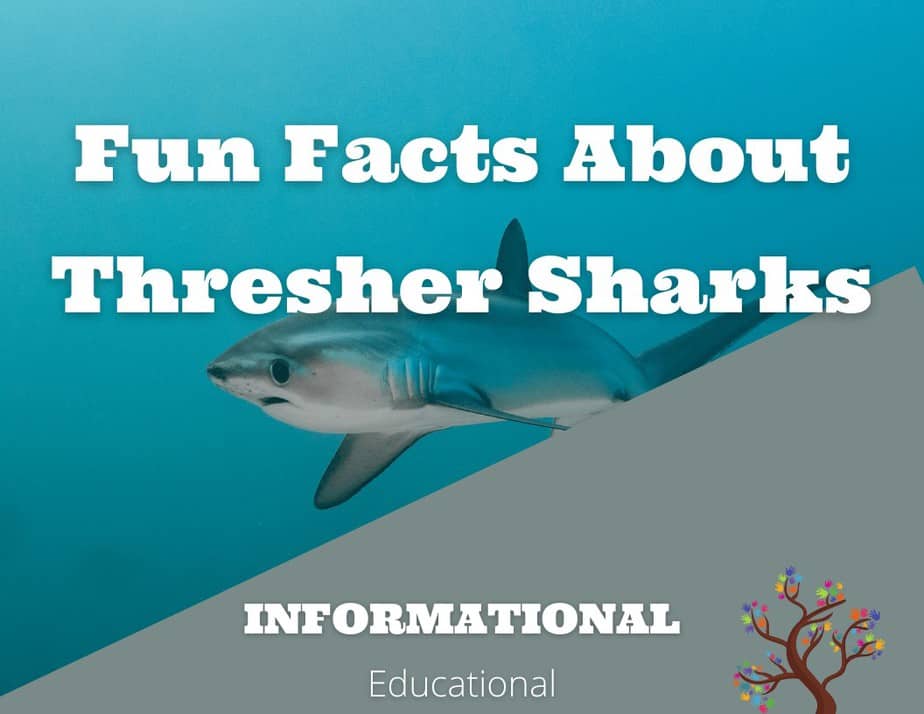 Fun Facts About Thresher Sharks