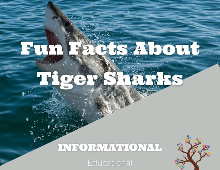 Fun Facts About Tiger Sharks