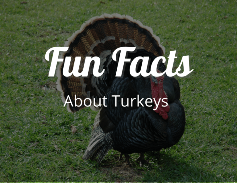 12 Amazing Fun Facts About Turkeys That Will Make You Appreciate Them Even More!