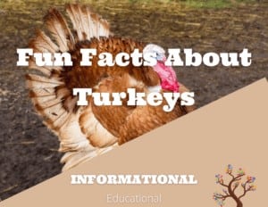 Fun Facts About Turkeys