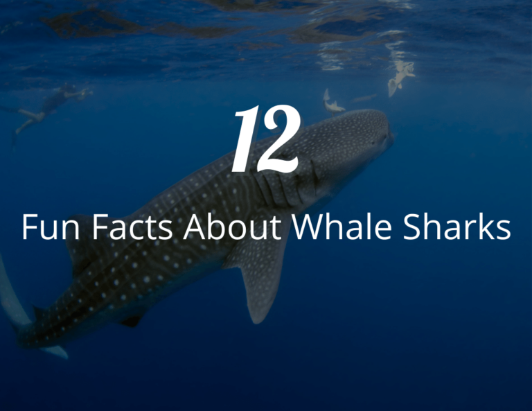 12 Fun Facts About Whale Sharks: Dive into the Ocean’s Biggest Fish