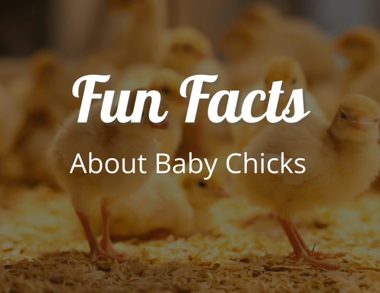 20 Interesting Fun Facts About Baby Chicks