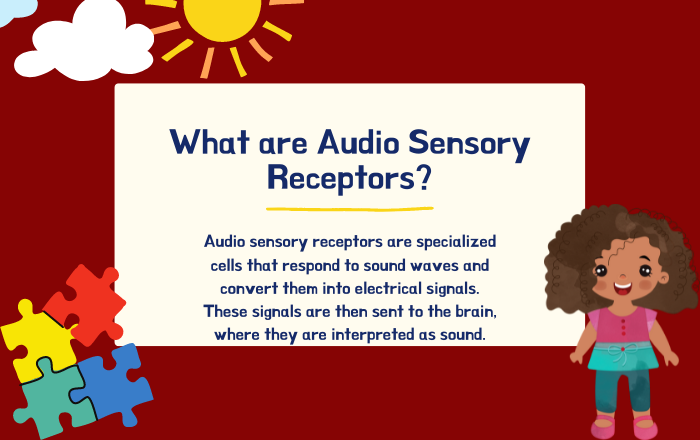 What are Audio Sensory Receptors?
