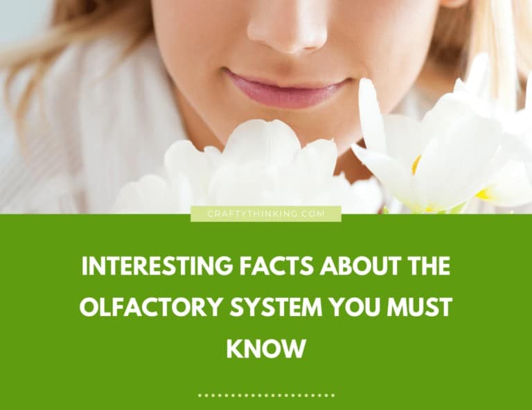 Interesting Facts About The Olfactory System You Must Know