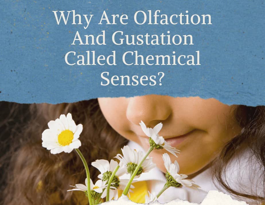 Olfaction And Gustation