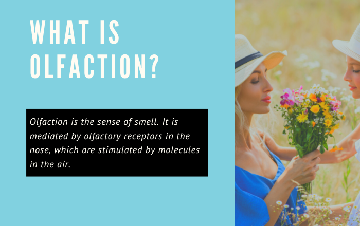 What is olfaction