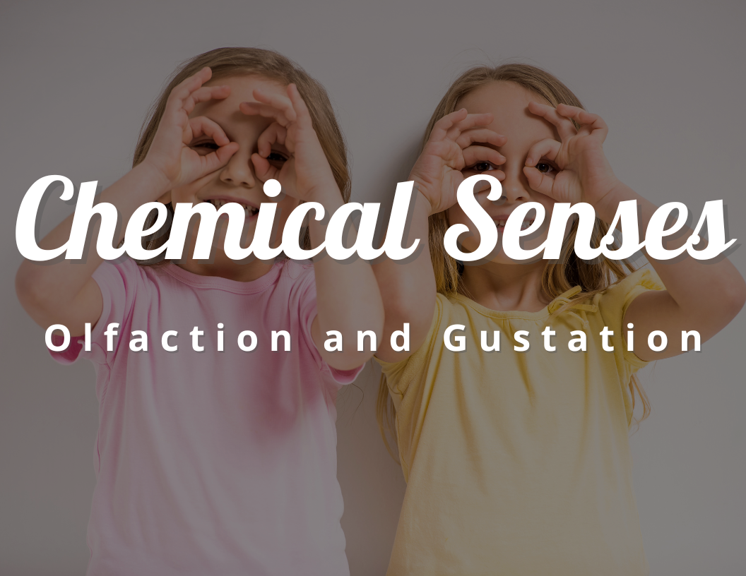 Why Are Olfaction and Gustation Called Chemical Senses
