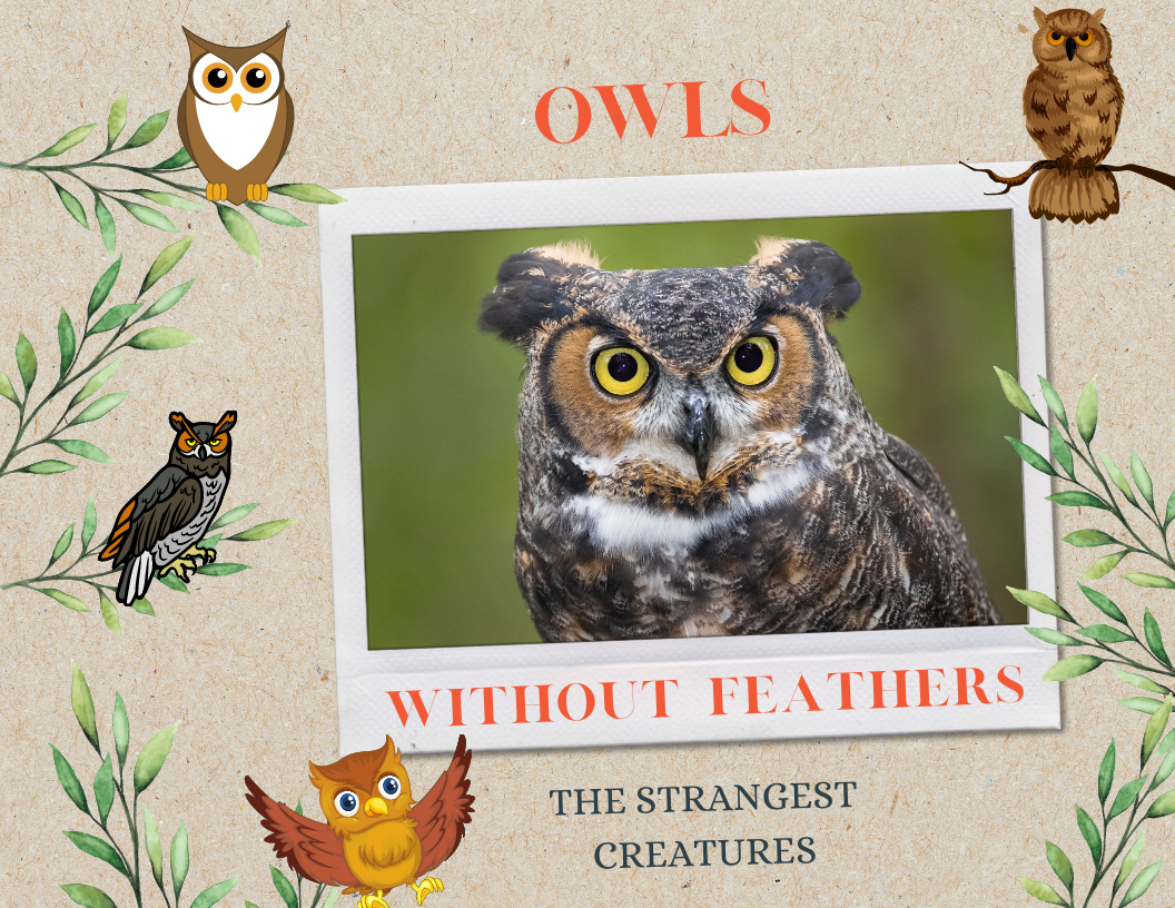 Owls Without Feathers