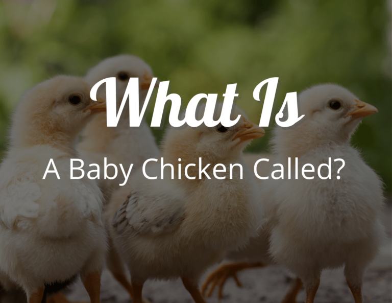 What Is A Baby Chicken Called? (Baby Chick Guide)