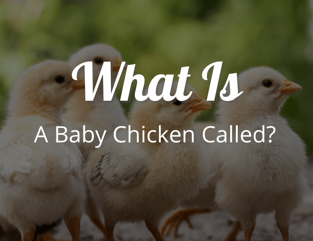 What Is A Baby Chicken Called